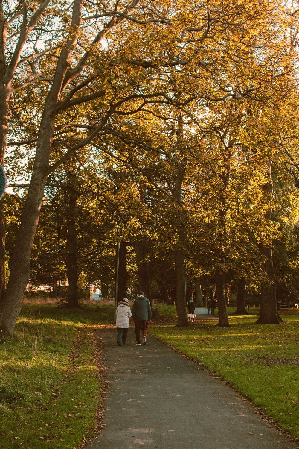 An older couple walking a tree-lined path in golden autumn light — the whole point: more good years.